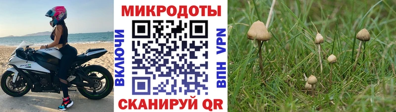 Псилоцибиновые грибы Psilocybine cubensis  Купить где  Камешково 